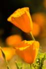 Arizona-Peridot Mesa California poppies in bloom Art Print